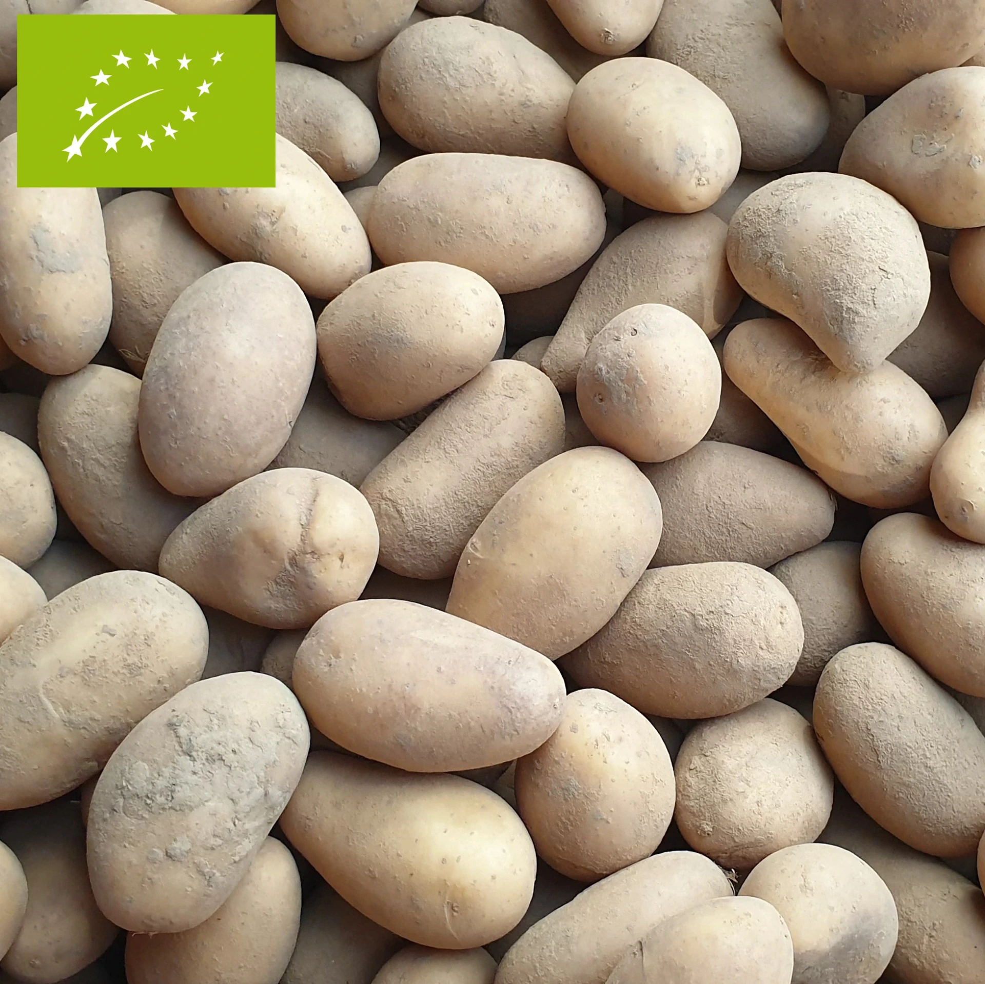 PDT Allians Bio 28/32