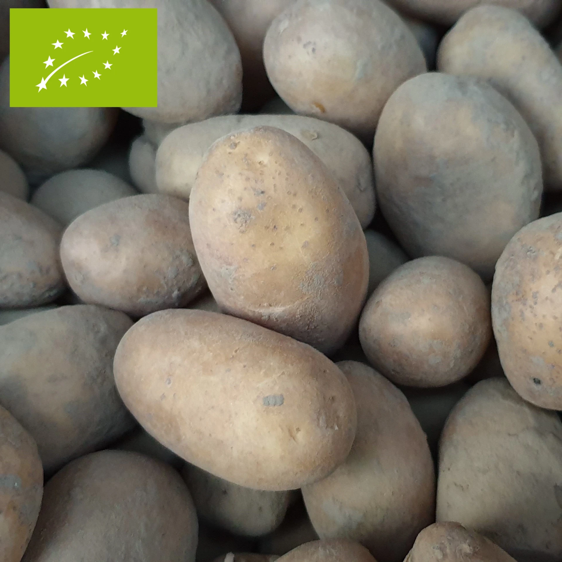 PDT Goldmarie Bio 28/35