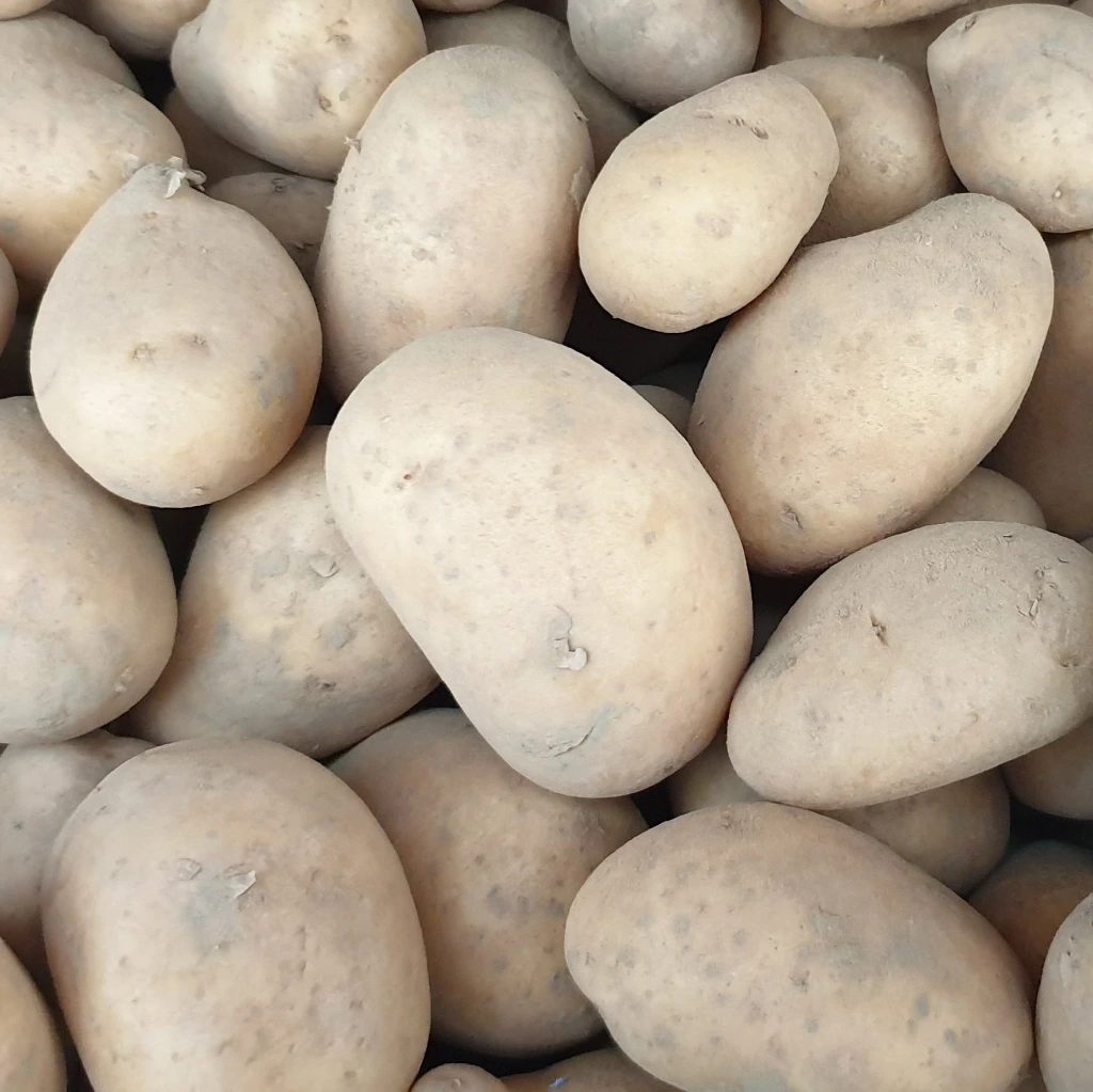 PDT Bernadette 28/40