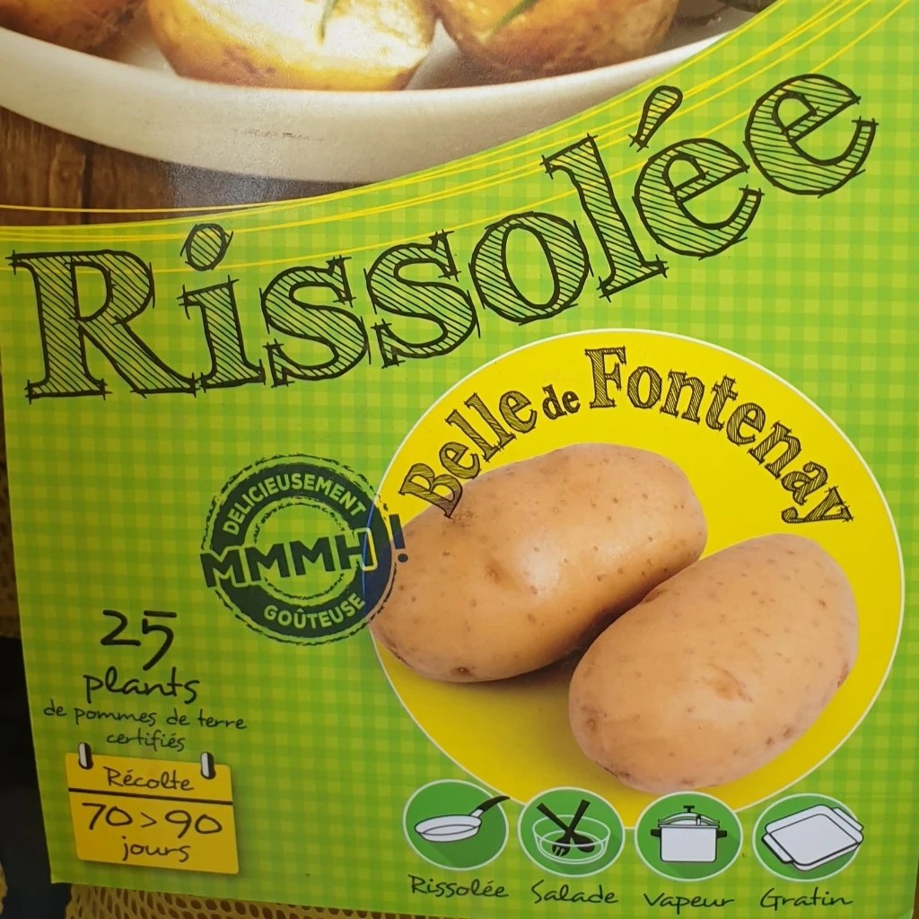 PDT Belle de Fontenay 28/40 - 25 plants