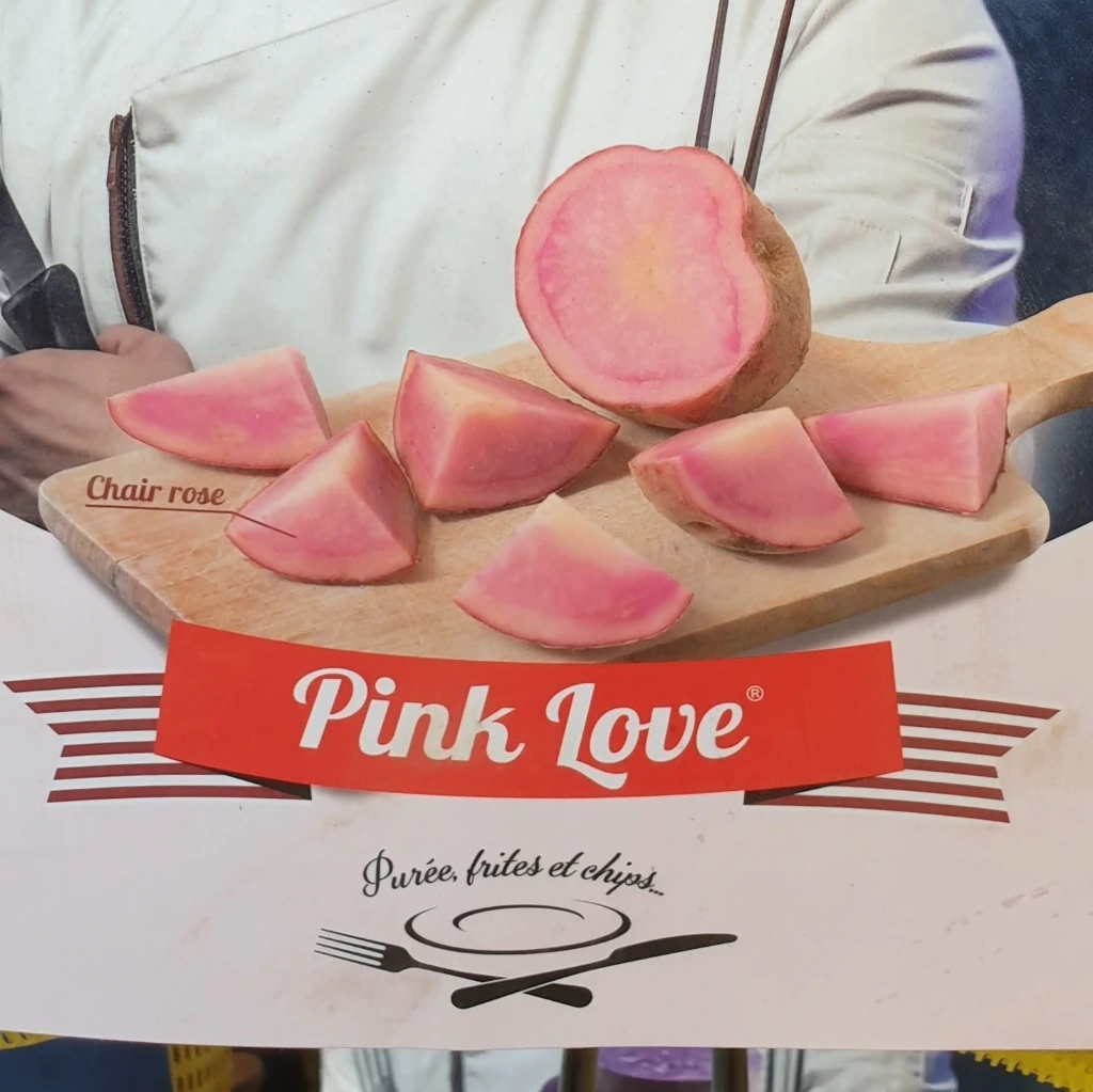 PDT Pink love 25/40 - 25 plants