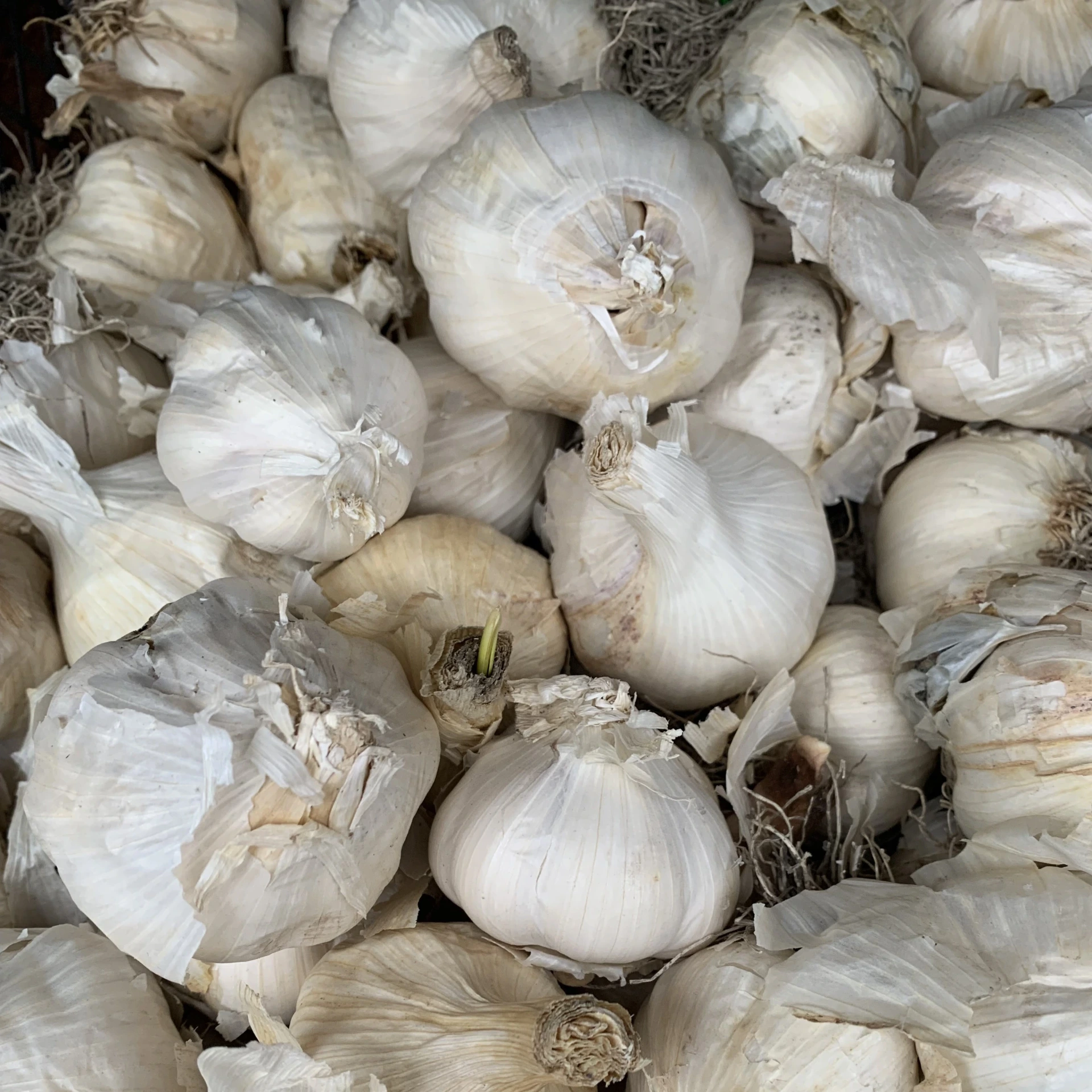 Ail de printemps Flavor 45+