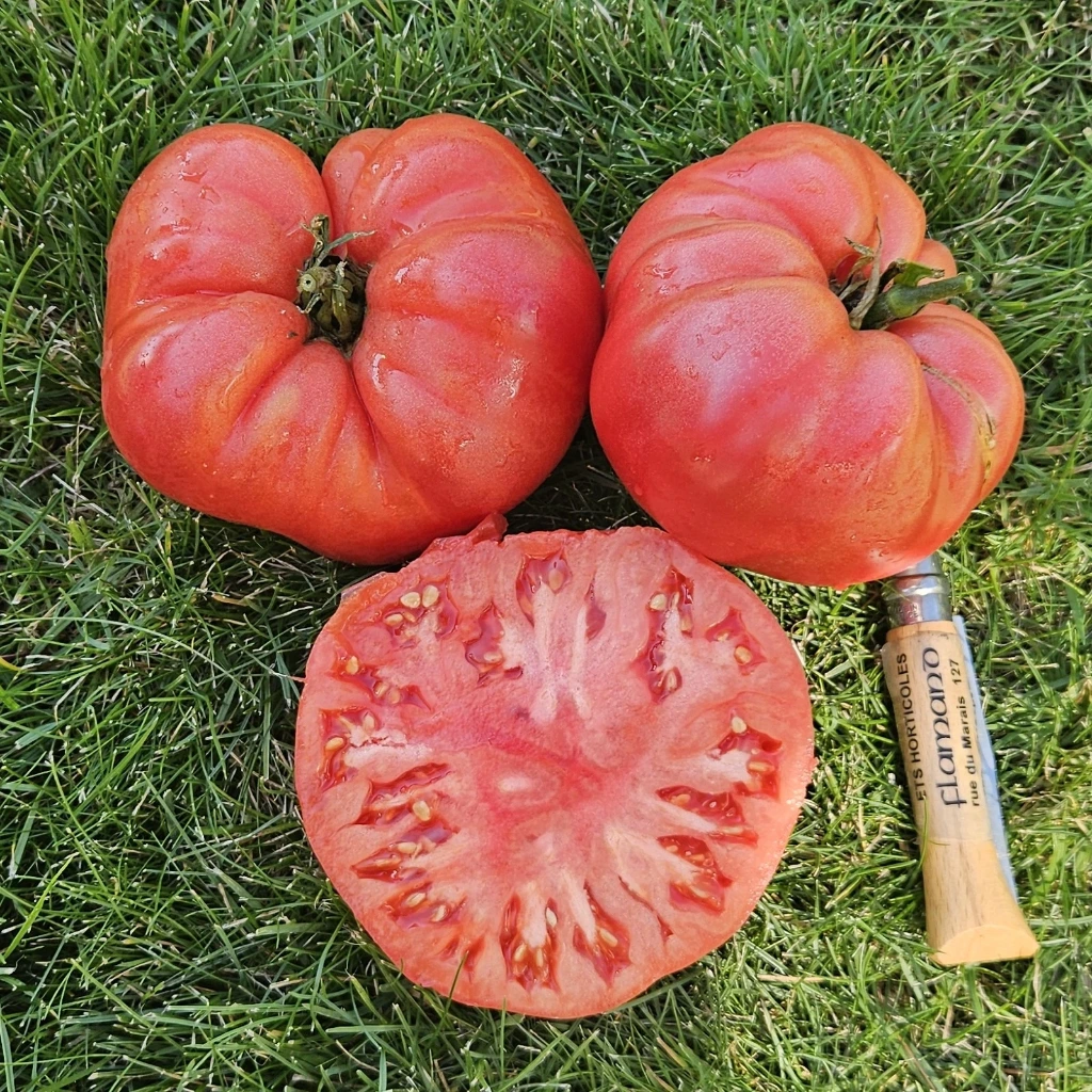 Tomate La vie en rose P8x8