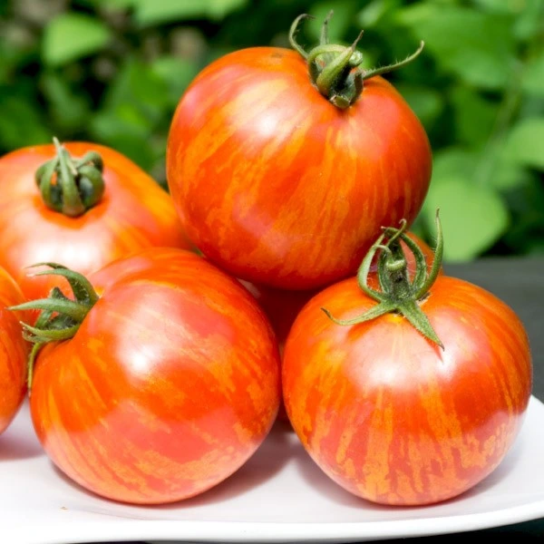 Tomate Red Zebra P8x8