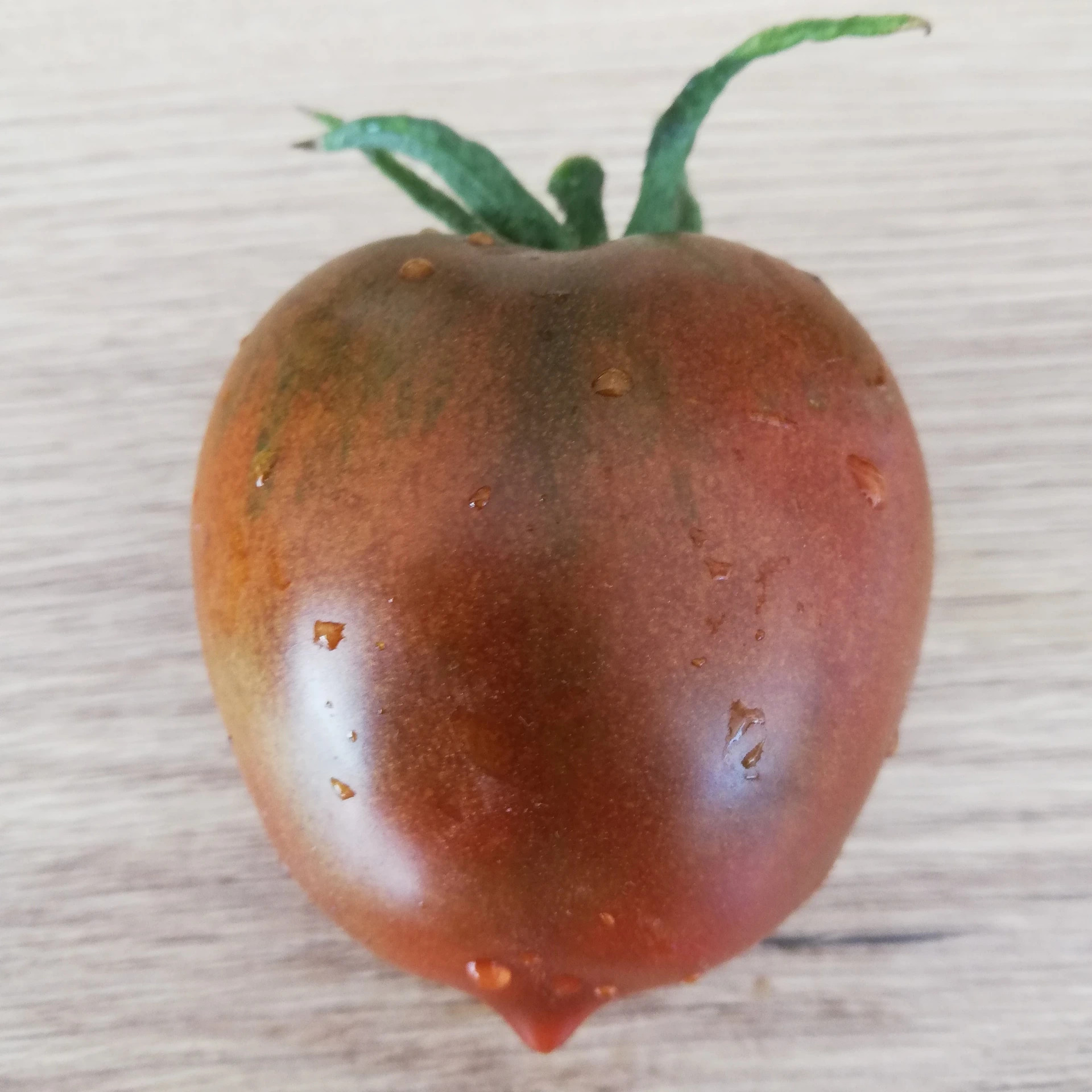 Tomate noire Black Ethiopian P8x8