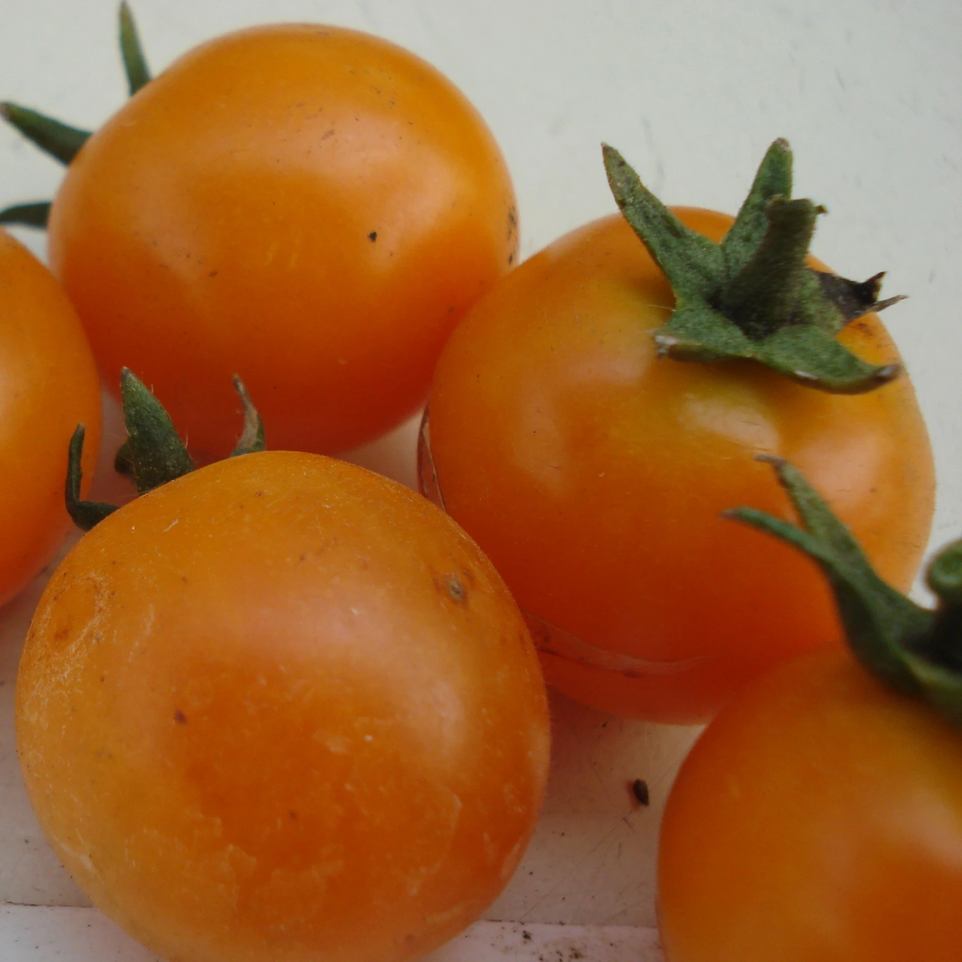 Tomate cerise jaune Ambrosia orange P8x8