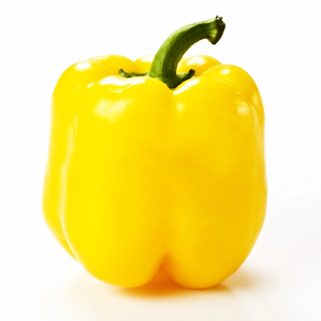 Poivron carré jaune Polaris F1 P9X9