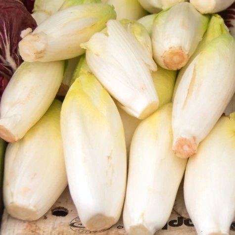 Chicorée de Bruxelles Atlas F1 - 0,7 g