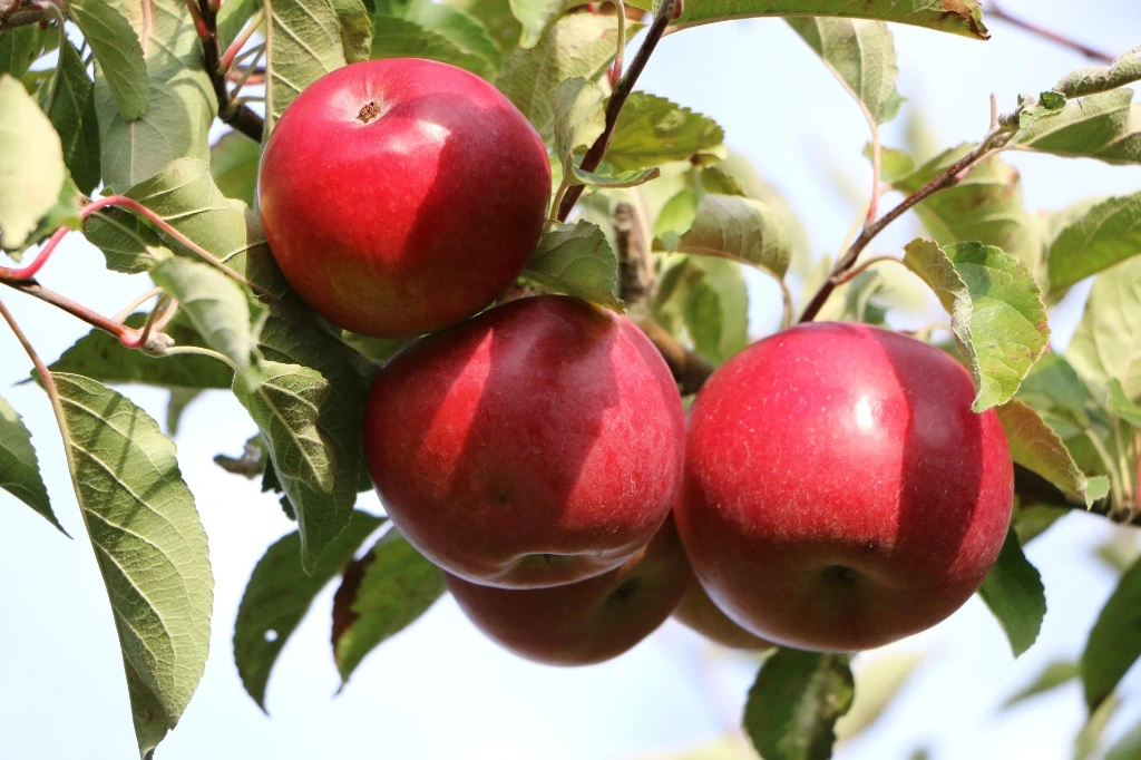 Pommier Reinette étoilée Basse-tige 2 ans 5 L