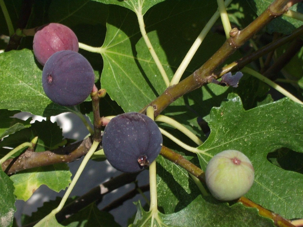 Figuier Ficus carica tige 40 cm 5 L