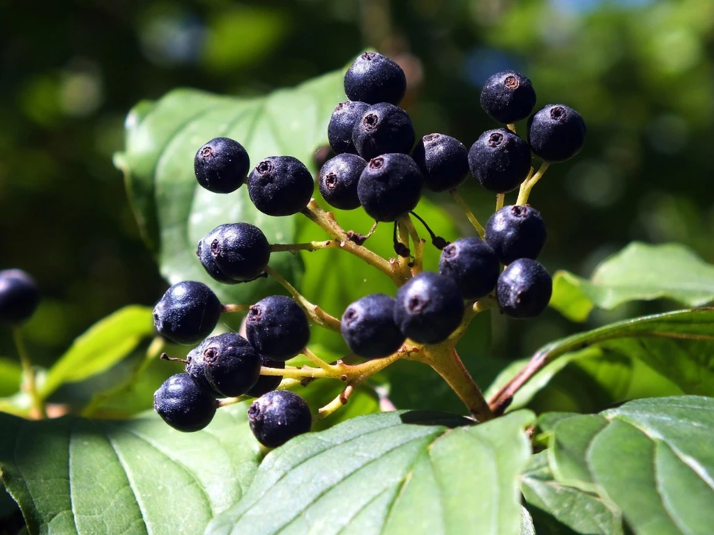 Aronia Hugin 40-60 3,6 L