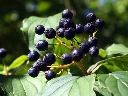 Aronia Hugin 40-60 3,6 L