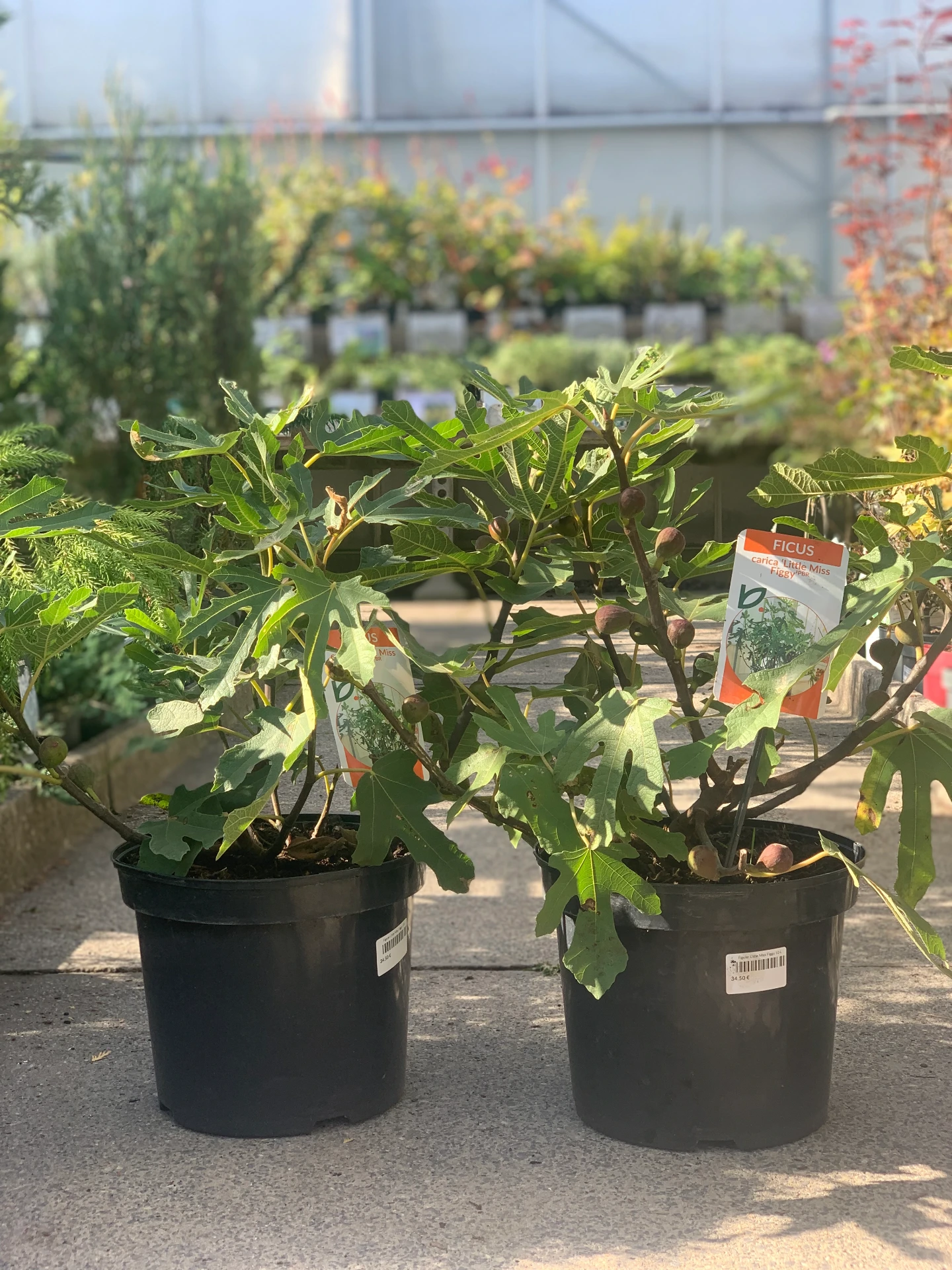 Figuier Little Miss Figgy 10 L
