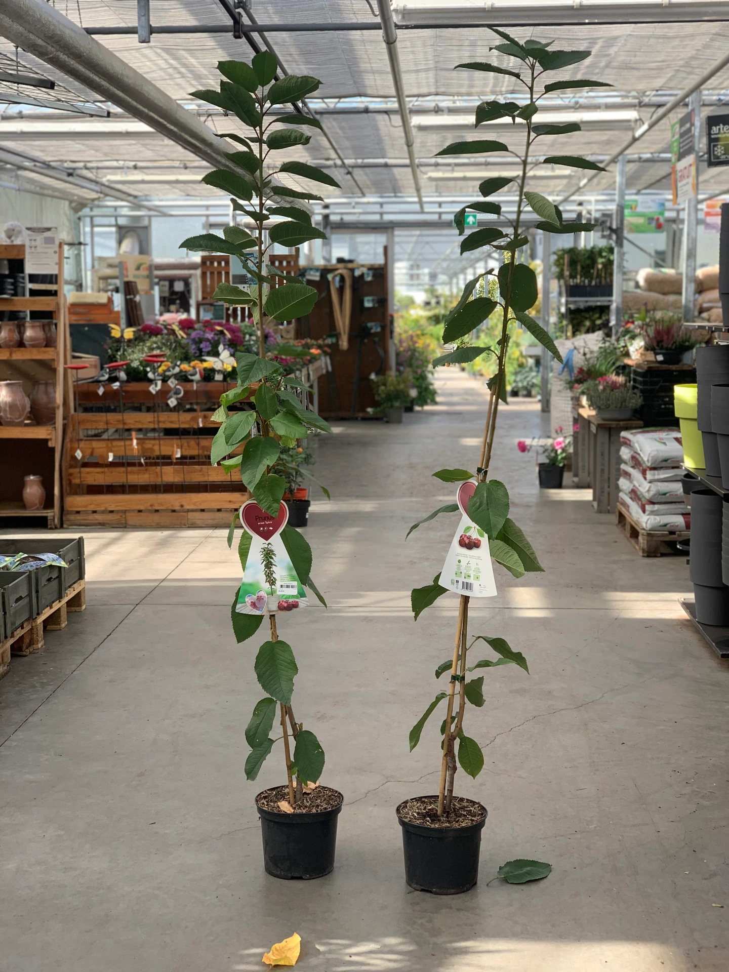 Cerisier 'Sylvia' 5 L
