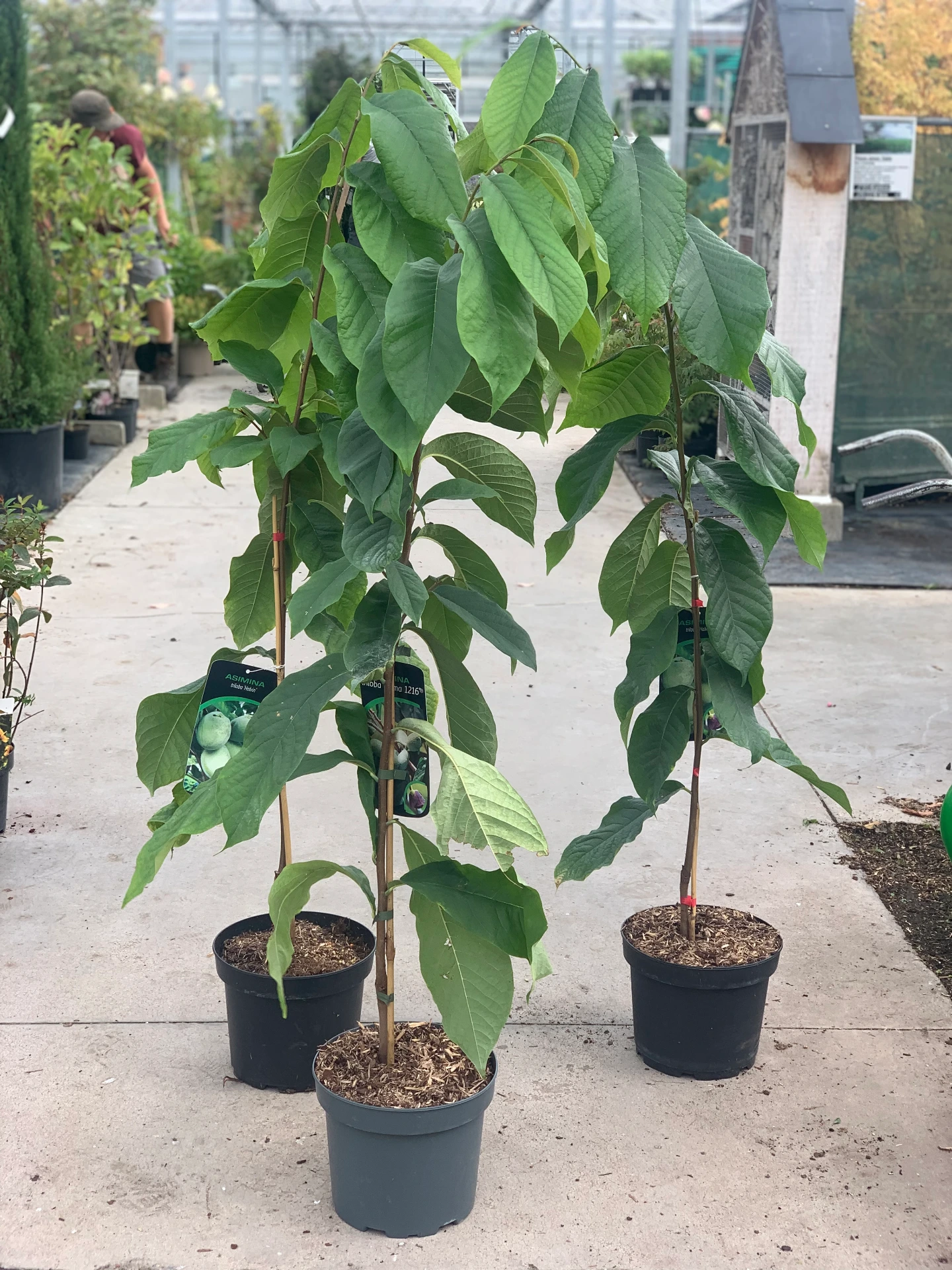 Asiminier 'Halvin' 50/60 cm 5 L