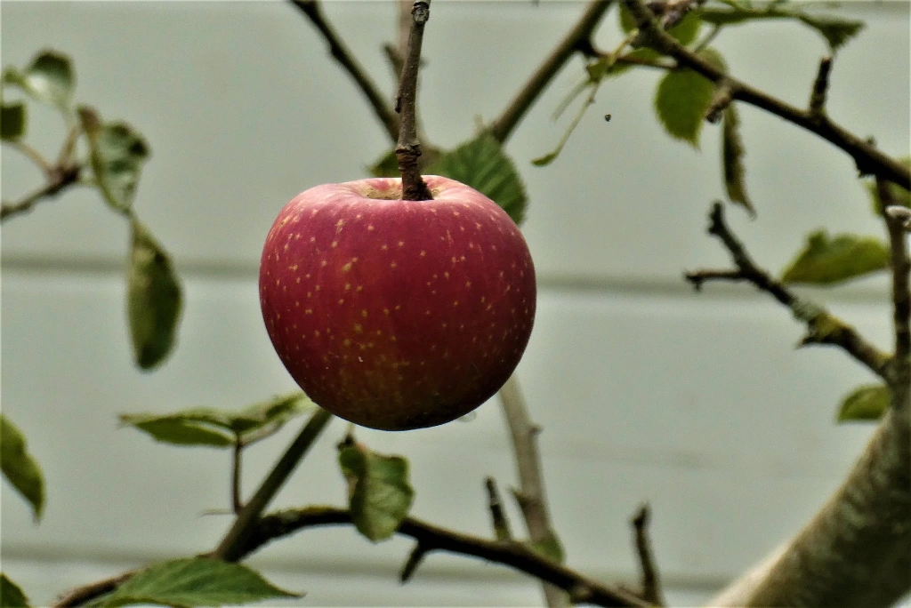 Pommier 'Summer Red' Basse-tige 2 ans 5 L