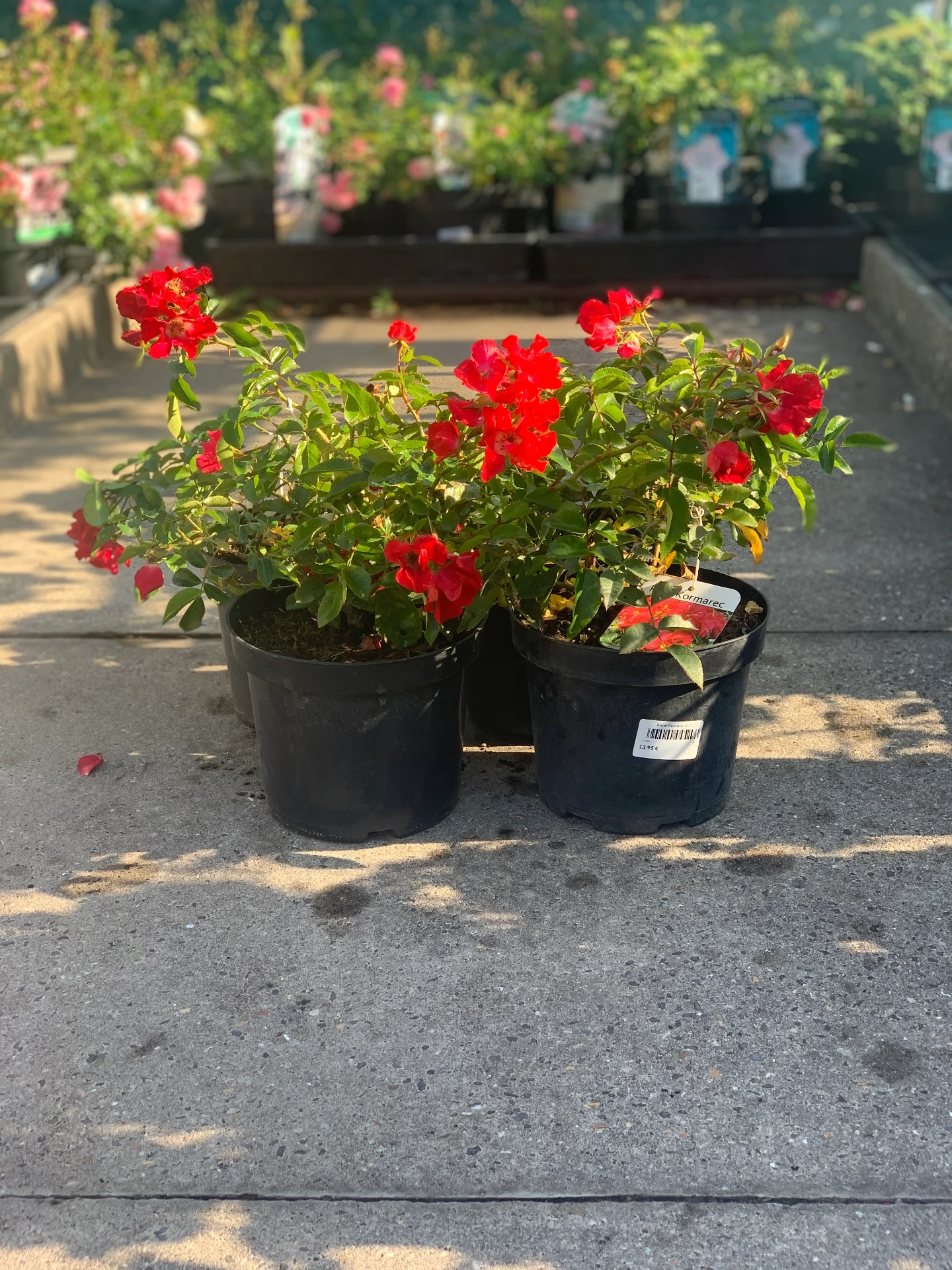 Rosier Kormarec ® 3 L