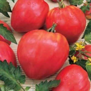 Tomate Coeur de boeuf
 Plant en pot de 9x9x10 cm
