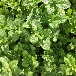 [P8072311] Menthe Marocaine
 Plant en pot de 1 l