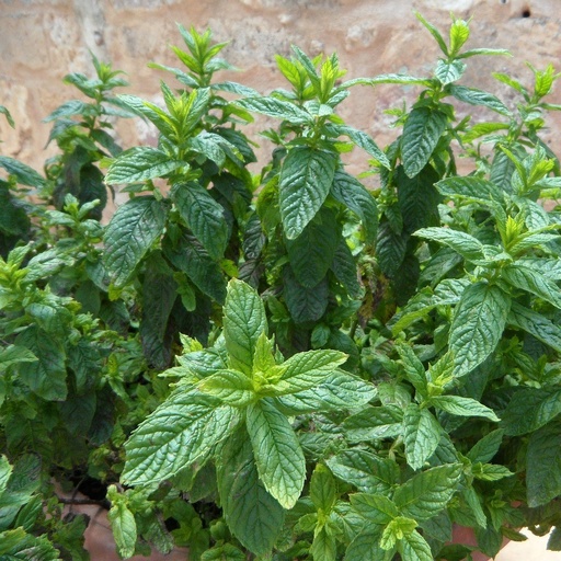 [P8072818] Menthe Ricqlès

 Plant en pot de 10,5 cm