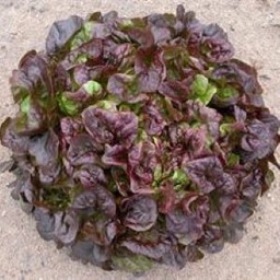 [P4545005] Laitue feuille de chêne         Red Salad Bowl
 Plant en motte