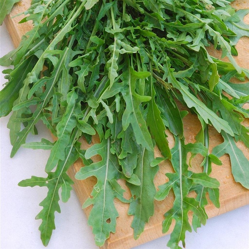 [P7000011] Roquette .

 Plant en pot de 1 l