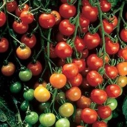 [P7912592] Tomate cerise  Super Sweet 100 F1
 Plant en pot de 9x9x10 cm