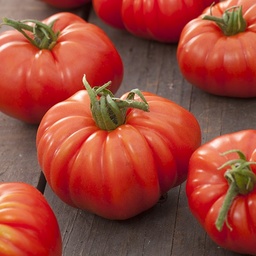 [P7826092] Tomate Marmande
 Plant en pot de 9x9x10 cm