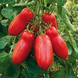 [P7839592] Tomate San Marzano (type Roma)
 Plant en pot de 9x9x10 cm