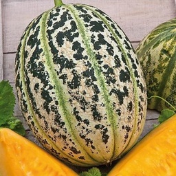 [P5111292] Melon de Lunéville
 Plant en pot de 9x9x10 cm