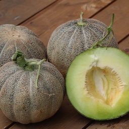 [P5111392] Melon de Montréal
 Plant en pot de 9x9x10 cm