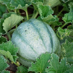 [P5127092] Melon Vieille France
 Plant en pot de 9x9x10 cm