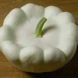 [P5802083] Courgette Patisson blanc
 Plant en pot de 8X8 cm
