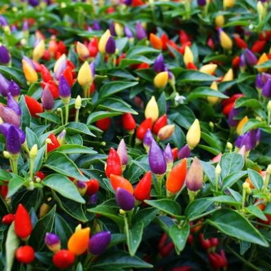 [P6541083] Piment très fort Arc en ciel (Bolivian Rainbow)

 Plant en pot de 8X8 cm