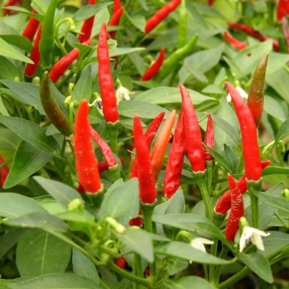 [P6546583] Piment très fort Pili pili

 Plant en pot de 8X8 cm