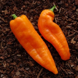 [P6594792] Poivron  long orange Ramiro
 Plant en pot de 9x9x10 cm