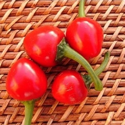 [P6596092] Poivron mini Cherry Time
 Plant en pot de 9x9x10 cm