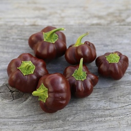 [P6596592] Poivron mini Chocolat
 Plant en pot de 9x9x10 cm