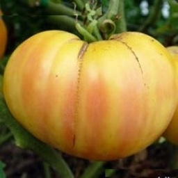 [P7870483] Tomate  blanche Big White Pink Stripes
 Plant en pot de 8X8 cm