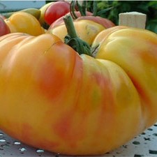 [P7872083] Tomate  jaune Ananas
 Plant en pot de 8X8 cm