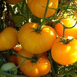 [P7873083] Tomate  jaune Azoychka
 Plant en pot de 8X8 cm