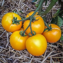 [P7879083] Tomate  jaune Taxi
 Plant en pot de 8X8 cm