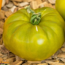 [P7894983] Tomate  verte de Huy
 Plant en pot de 8X8 cm