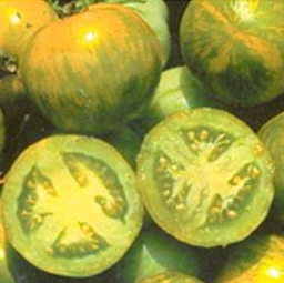 [P7895583] Tomate  verte Green Zebra
 Plant en pot de 8X8 cm