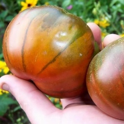 [P7803083] Tomate Arbuznyi
 Plant en pot de 8X8 cm