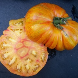 [P7803483] Tomate Beauty King
 Plant en pot de 8X8 cm
