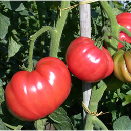 [P7804083] Tomate Belge Géante rouge
 Plant en pot de 8X8 cm