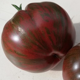 [P7804283] Tomate Berkeley Tie Dye
 Plant en pot de 8X8 cm