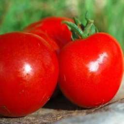 [P7805083] Tomate Bloody Butcher
 Plant en pot de 8X8 cm