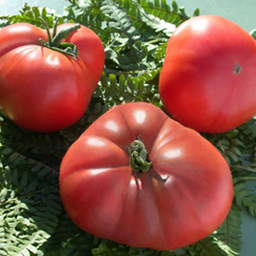 [P7806583] Tomate Brandywine
 Plant en pot de 8X8 cm